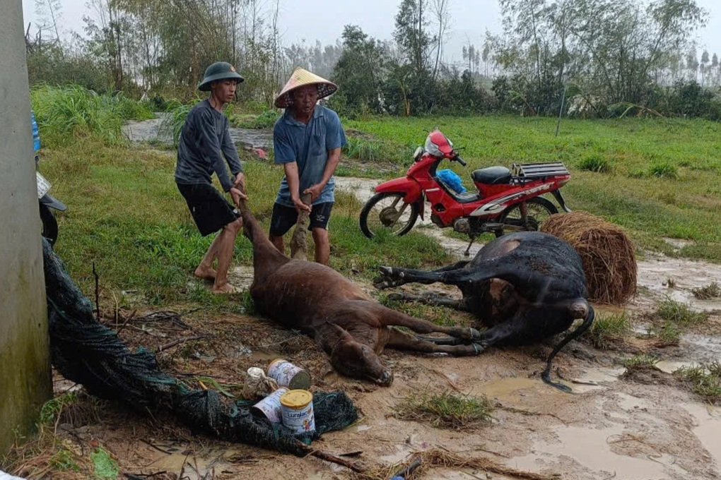 Lũ quét qua trang trại, 15 con bò chết ngổn ngang trong chuồng - 2