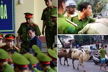 Cựu tướng công an hầu tòa và đàn lạc đà bất ngờ dạo phố