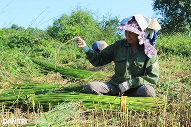 Nhọc nhằn nghề đan quại cói mưu sinh
