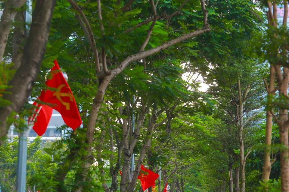 Người Hà Nội thích thú với đường đi bộ rợp cây xanh lãng mạn như phim Hàn - 2 Người Hà Nội thích thú với đường đi bộ rợp cây xanh lãng mạn như phim Hàn - 2
