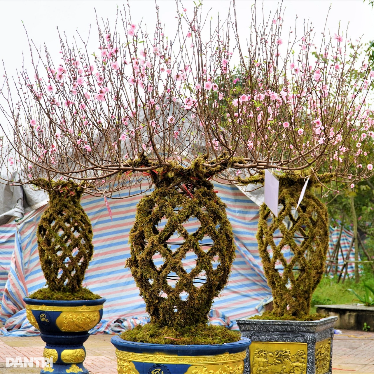 Unikátní váza s broskvovým květem v ceně kolem 10 milionů VND, uvedena na trh k lunárnímu Novému roku 2024 - 10 Đào lộc bình độc lạ giá trên dưới 10 triệu đồng ra mắt Tết Giáp Thìn 2024 - 10