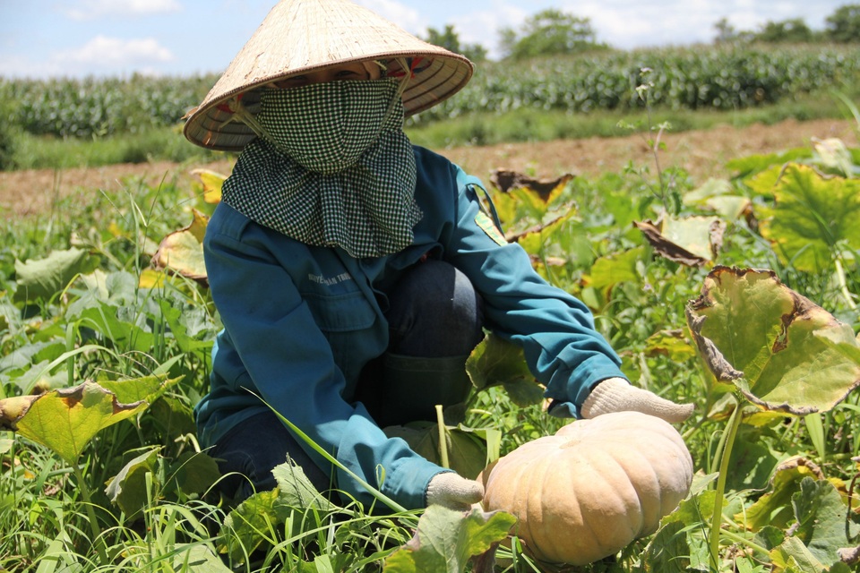 Bán 20 kg bí đỏ chưa mua nổi bát phở, nông dân khóc ròng - 1 Bán 20 kg bí đỏ chưa mua nổi bát phở, nông dân khóc ròng - 1