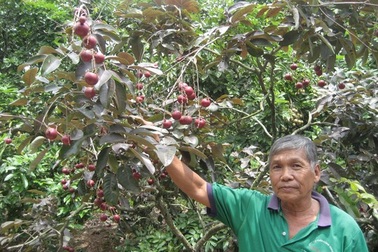 Nóng - lạnh với trái cây lạ