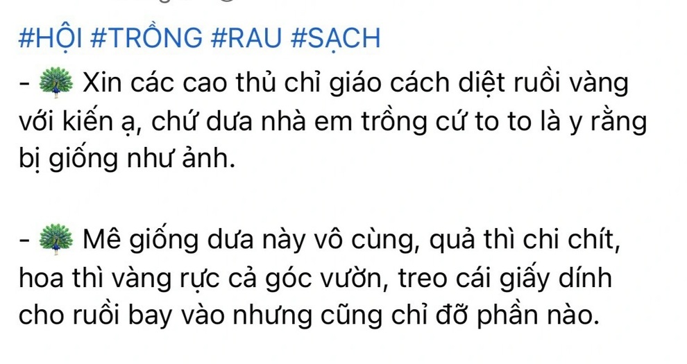 Hội trồng rau tại nhà chia sẻ bí quyết trị ruồi vàng phá hoại hiệu quả - 1 Hội trồng rau tại nhà chia sẻ bí quyết trị ruồi vàng phá hoại hiệu quả - 1