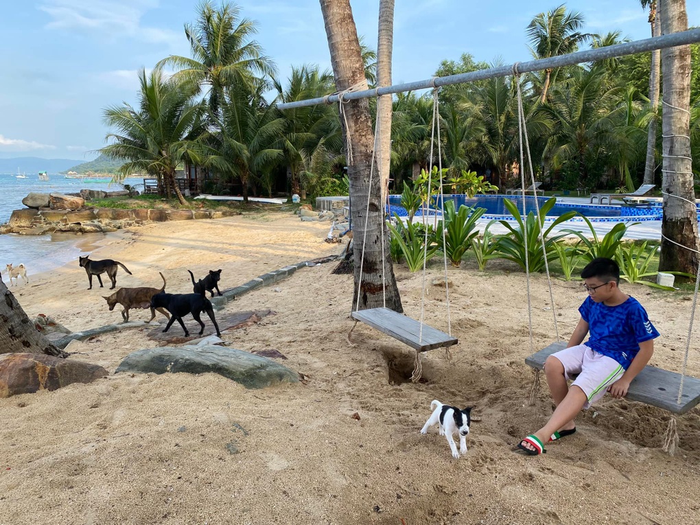 Bỏ Hà Nội vào Phú Quốc sống để con trai được đón bình minh bên đàn chó - 2 Bỏ Hà Nội vào Phú Quốc sống để con trai được đón bình minh bên đàn chó - 2