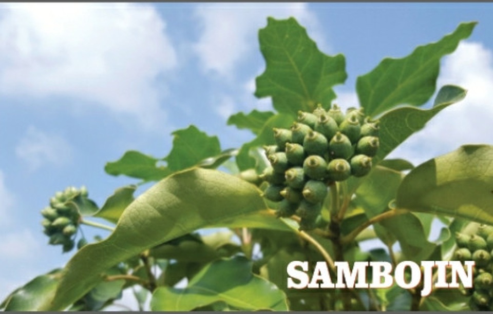 Tăng sức đề kháng, sống khỏe đẹp với món gà tần sâm Jeju - 2 Tăng sức đề kháng, sống khỏe đẹp với món gà tần sâm Jeju - 2