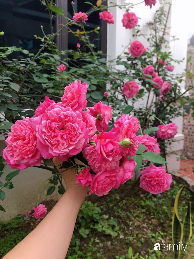 Khu vườn mang tên hạnh phúc của bà mẹ trẻ Hà Nội dành thời gian chăm chút vì muốn sống gần hơn với thiên nhiên - Ảnh 2. Khu vườn mang tên hạnh phúc của bà mẹ trẻ Hà Nội dành thời gian chăm chút vì muốn sống gần hơn với thiên nhiên - Ảnh 2.