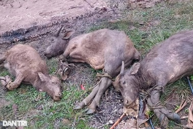 Rét đậm, rét hại "thổi bay" gần 1.000 con gia súc tại 2 huyện nghèo