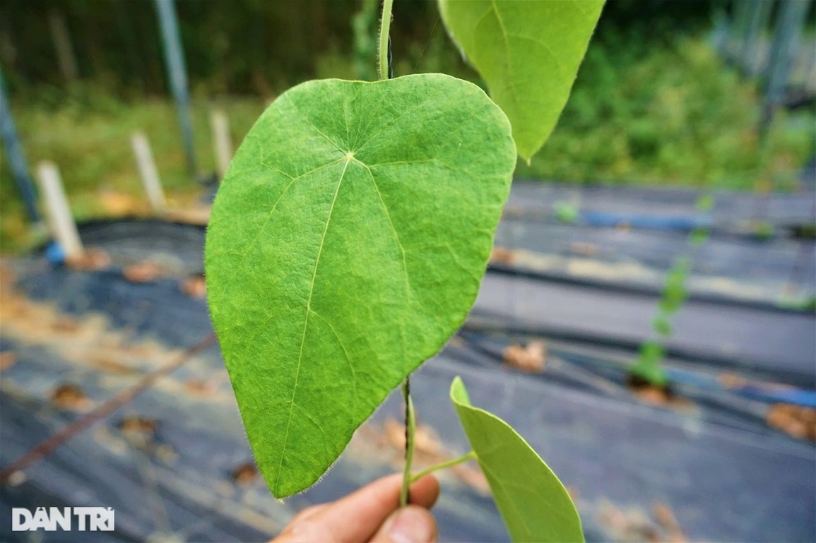 Thu tiền tỷ nhờ trồng loài cây dại, càng nắng nóng càng hái ra tiền - 3 Thu tiền tỷ nhờ trồng loài cây dại, càng nắng nóng càng hái ra tiền - 3