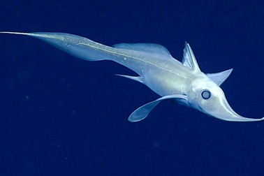 Bí ẩn chiếc răng trên trán cá mập ma và chiến lược giao phối khác thường