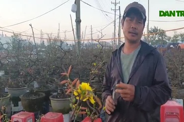 Bình Định: Giờ chót, thương lái "săn lùng" mai đưa ra Bắc đón Tết