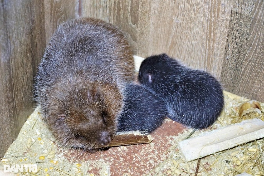 Anh nông dân tiết lộ bí quyết nuôi con ăn ngày ngủ đêm cho thu nhập cao - 6