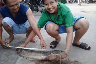 Câu được "lão" cá trê