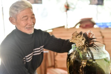 Người đàn ông lưu giữ hai bình rượu ngâm gà Đông Tảo quý hiếm