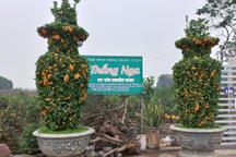 Hà Nội: Chủ nhân cặp quất lục bình "khủng" tiết lộ lý do không bán hàng độc