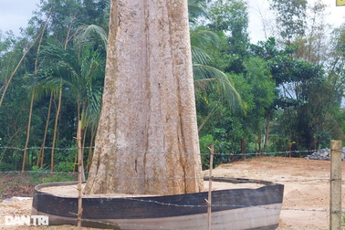 Lùm xùm việc một cây bằng lăng cổ thụ trong rừng bị đem bán