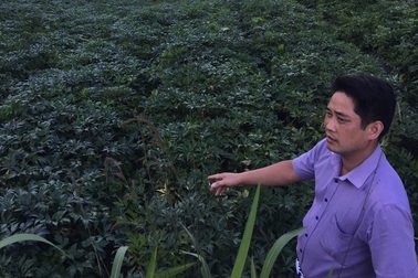 Những nghịch lý trong nuôi trồng dược liệu