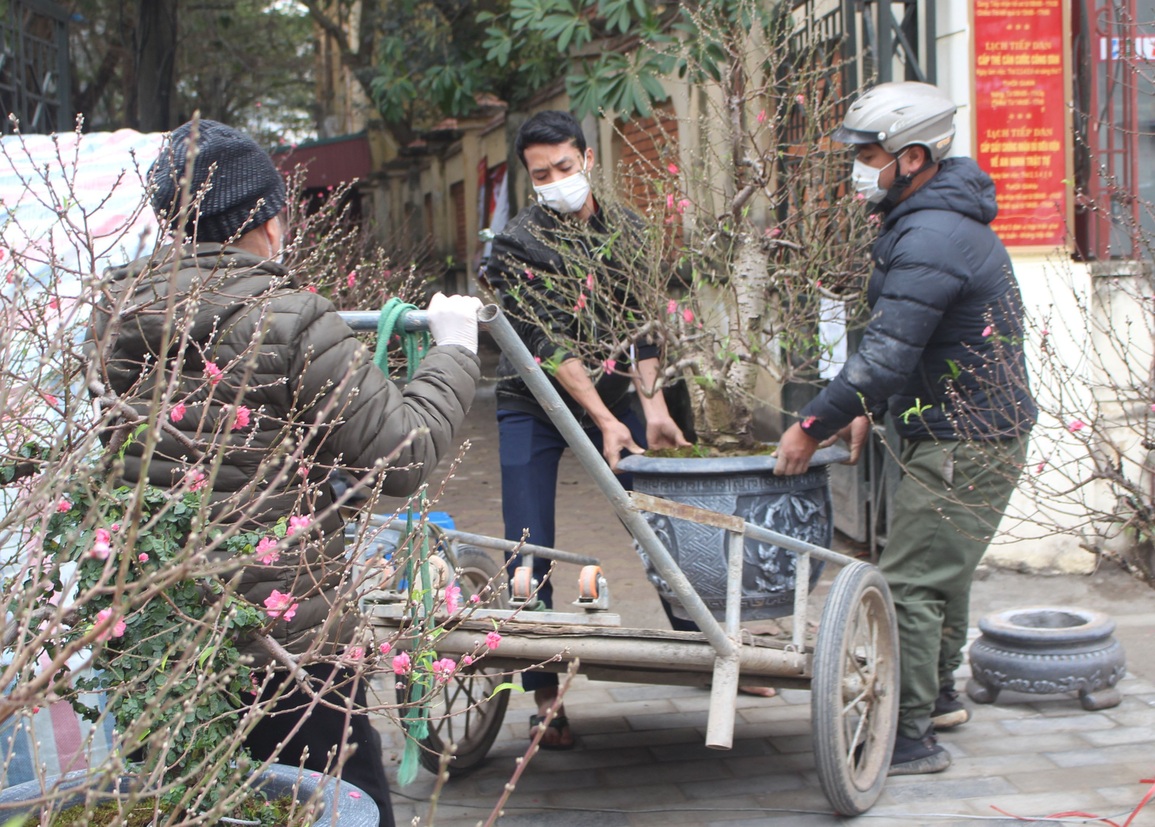 Vì sao đào, quất ế ẩm người bán vẫn cố bám trụ đến giao thừa? - 5 Vì sao đào, quất ế ẩm người bán vẫn cố bám trụ đến giao thừa? - 5