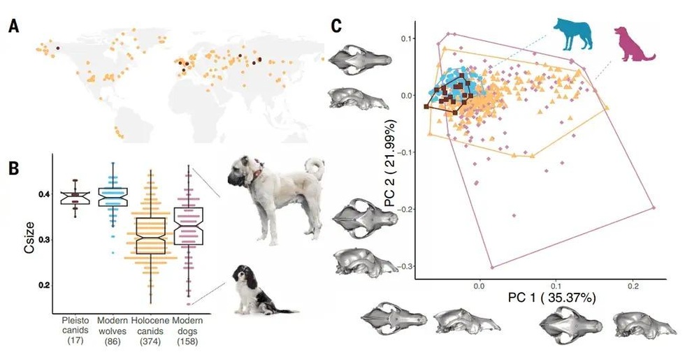 Sự đa dạng đáng kinh ngạc của loài chó bắt đầu từ hơn 10.000 năm trước - 2