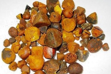 Sỏi mật trâu bò đắt như vàng ròng: 300 triệu/kg cũng khó mua