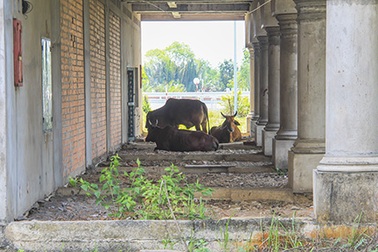 Biệt thự tiền tỷ thành nơi “nghỉ dưỡng”…của bò