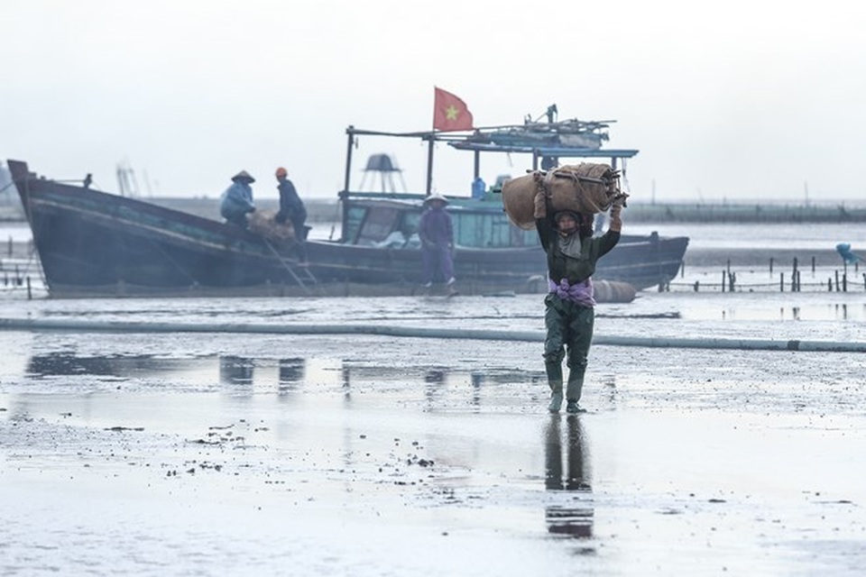 Thái Bình: Kiếm tiền triệu từ nghề cào ngao thuê ở Đồng Châu - 15 Thái Bình: Kiếm tiền triệu từ nghề cào ngao thuê ở Đồng Châu - 15