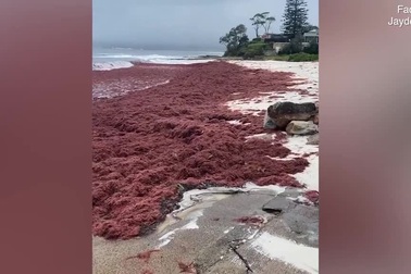 Rợn người trước cảnh giòi và tảo phủ kín bãi biển cát trắng nhất thế giới