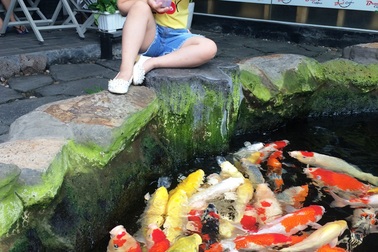 Mê mẩn hồ cá chép Koi “khủng” nhất miền Tây