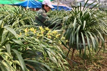 Loài hoa quý của núi rừng Hoàng Liên Sơn xuống phố đón Tết