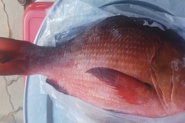 23 người nhập viện vì ngộ độc cá hồng