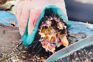 Bắt loài hải sản đầy gai, ngư dân kiếm 2 triệu đồng mỗi ngày