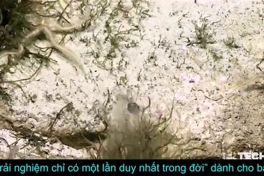 Bầy sao biển thực sự là một cái bẫy chết chóc