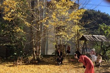 Rặng cây lá vàng tuyệt đẹp ở Sa Pa "hút" du khách tới check-in