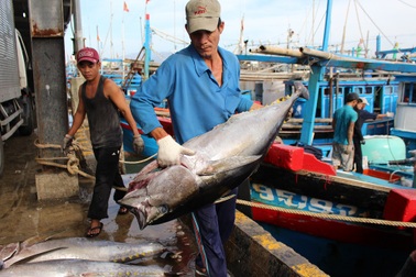 Ngư dân trúng đậm cá ngừ đại dương trước Tết Nguyên đán