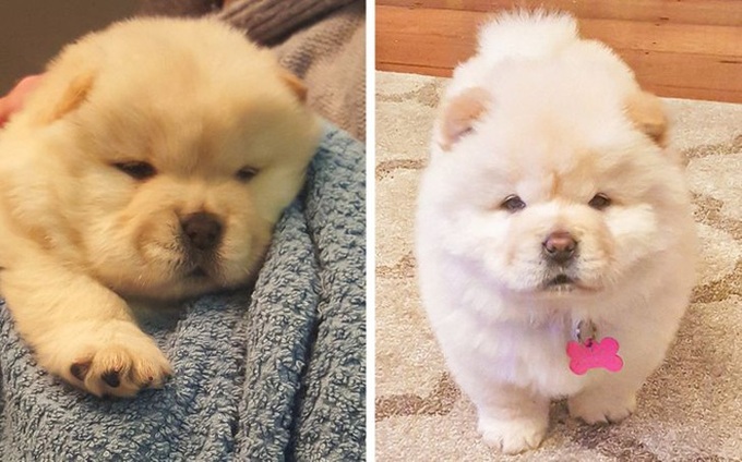 Loạt hình chứng minh cún chow chow mới cái đồ đáng yêu nhất quả đất, ai nhìn cũng muốn lao vào nựng một cái - Ảnh 4. Loạt hình chứng minh cún chow chow mới cái đồ đáng yêu nhất quả đất, ai nhìn cũng muốn lao vào nựng một cái - Ảnh 4.