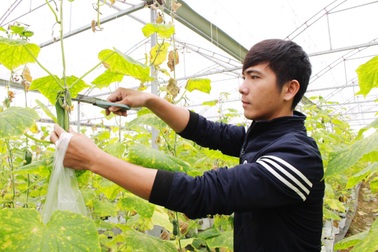 Chàng trai xứ Nghệ thu nhập tiền tỷ từ dưa lưới và rau quả sạch
