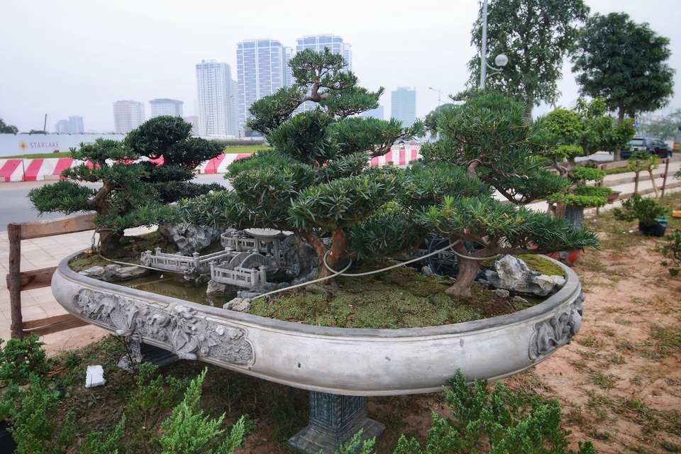Chiêm ngưỡng “Đồi Tùng La Hán” thiết kế bắt mắt độc nhất vô nhị - 2 Chiêm ngưỡng “Đồi Tùng La Hán” thiết kế bắt mắt độc nhất vô nhị - 2
