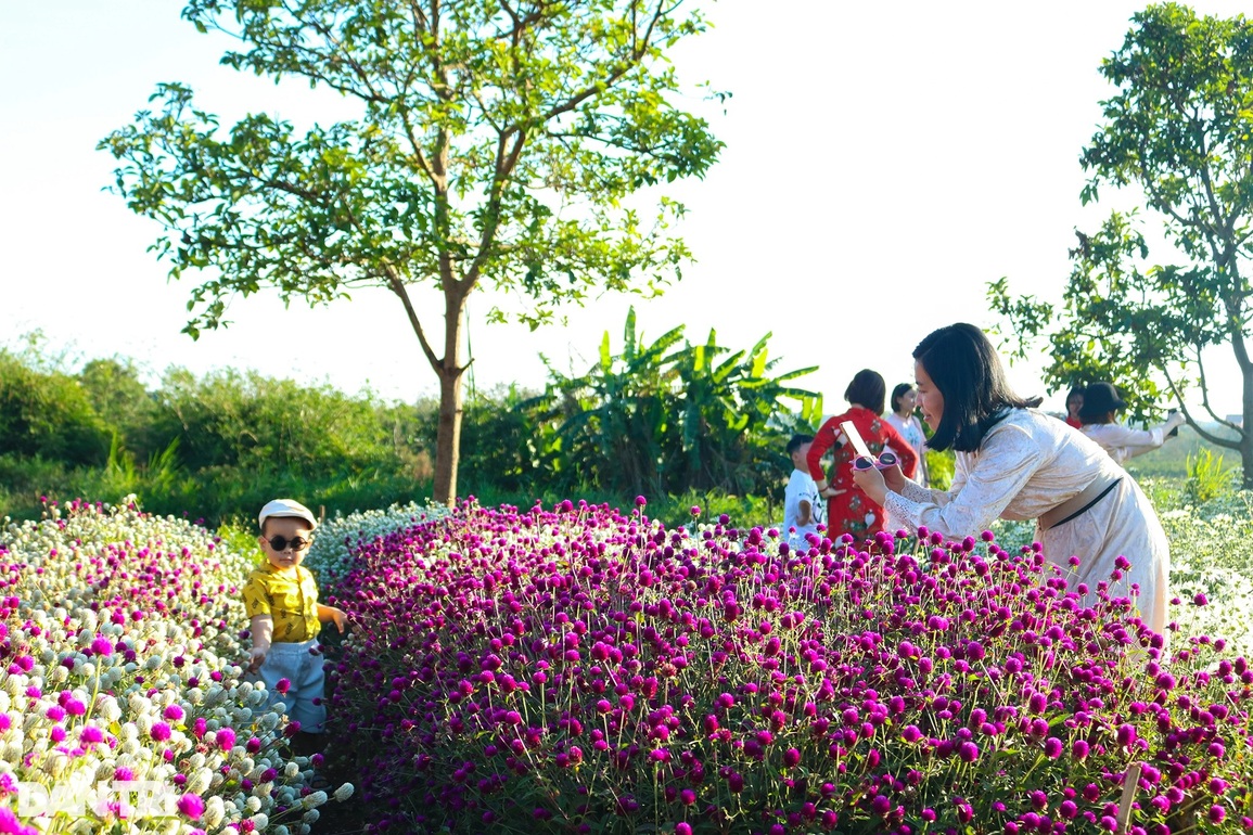 Đầu xuân, hoa tam giác mạch, cúc họa mi khoe sắc giữa lòng phố núi - 2 Đầu xuân, hoa tam giác mạch, cúc họa mi khoe sắc giữa lòng phố núi - 2
