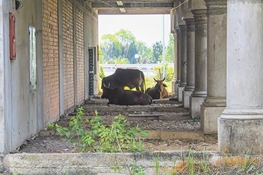 "Nghĩa địa" bất động sản: Trồng cây, cho bò... nghỉ dưỡng 