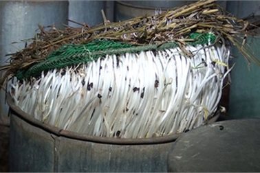 Phát hiện cơ sở tưới vôi bột, hóa chất...làm đẹp giá