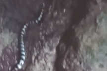 Nổi bật tuần qua: Hai cô gái bơi cạnh rắn biển cực độc mà không hay biết