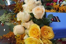 Hoa ngày Valentine: "Chết mê, chết mệt" với hồng Ecuador, Tulip Hà Lan