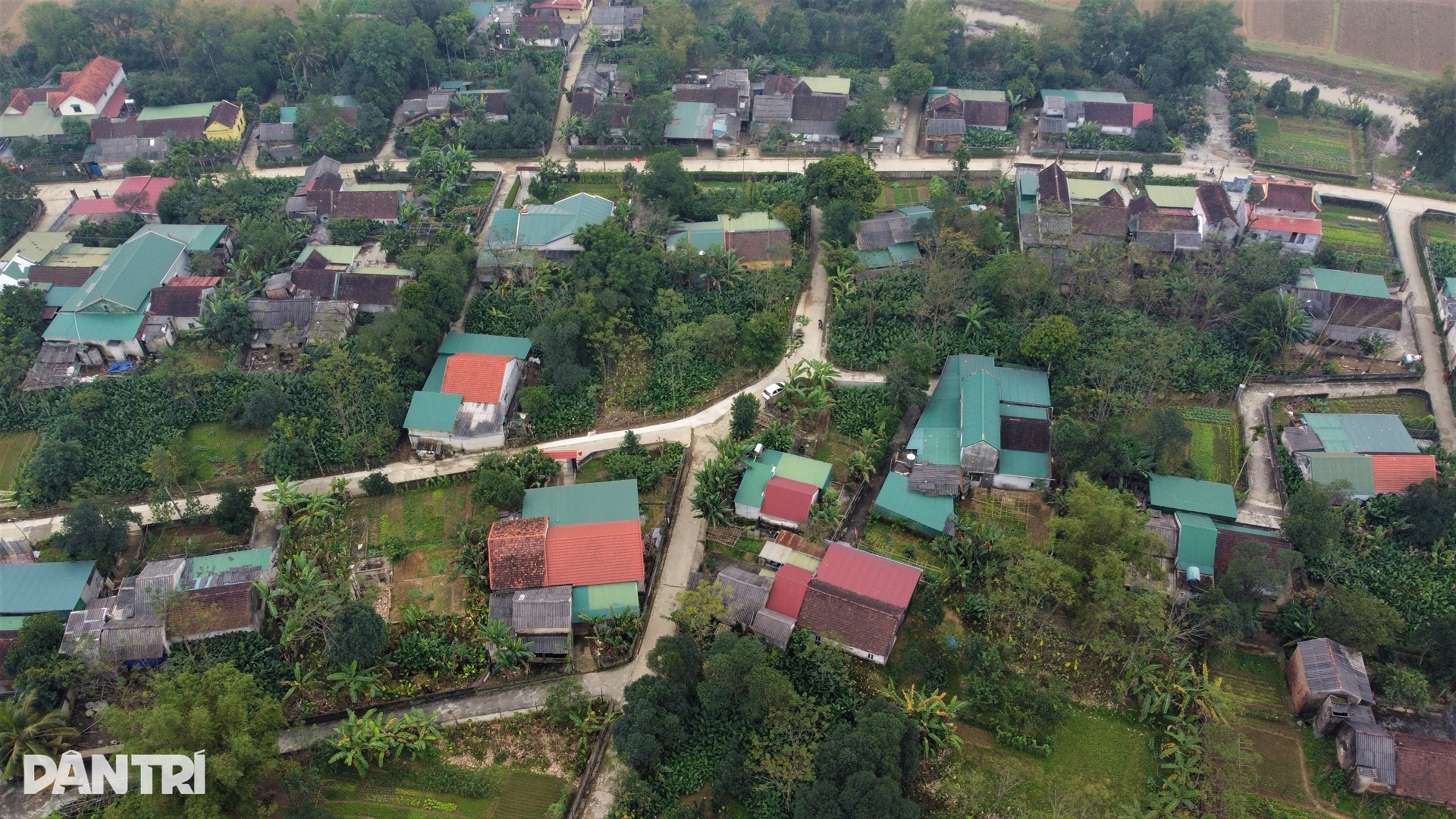 Hái ra tiền với loại lá làm nên linh hồn Tết Việt - 1 Hái ra tiền với loại lá làm nên linh hồn Tết Việt - 1