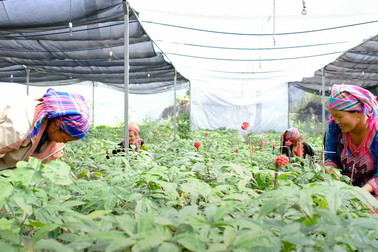 Người Mông ở Lai Châu đổi đời nhờ mô hình trồng sâm công nghệ cao