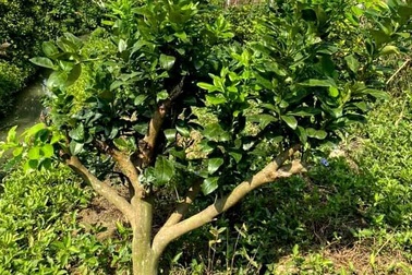 Chậu lan 2 tỷ đồng, buồng chuối 200 nải, chuyện lạ ngày sát Tết