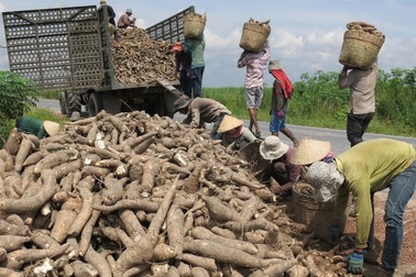 Trung Quốc dựng rào siết chặt, thế mạnh tỷ USD Việt Nam lao đao
