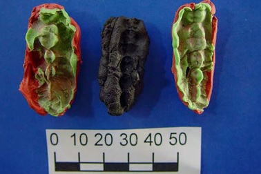 Phát hiện “kẹo cao su cổ đại” 8.000 năm tuổi