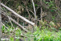 Lợi dụng dịch Covid-19, dân chiếm đất rừng để trồng cây, khai thác gỗ lậu