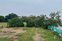 Sẽ trồng "cây cô đơn" mới ở Hồ Tây thay thế cây bị gãy