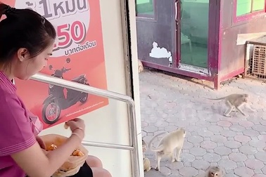Cô gái trở thành bạn với bầy khỉ vì thường xuyên chia sẻ bữa ăn